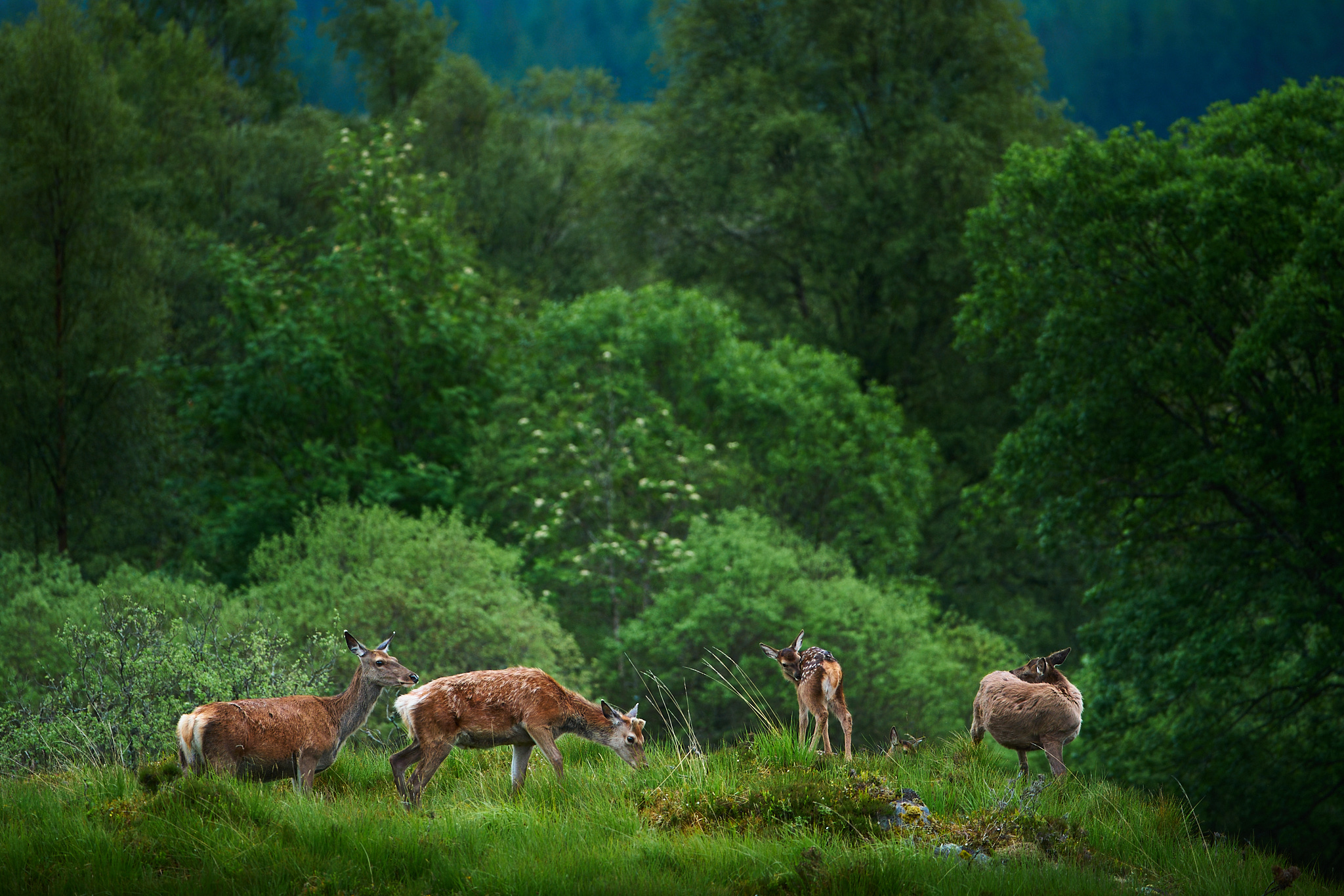 Red Deer family